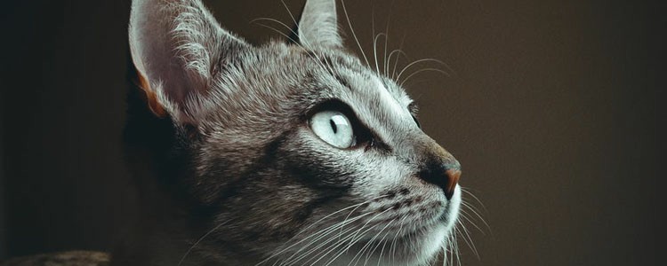 猫的眼睛为什么发光
