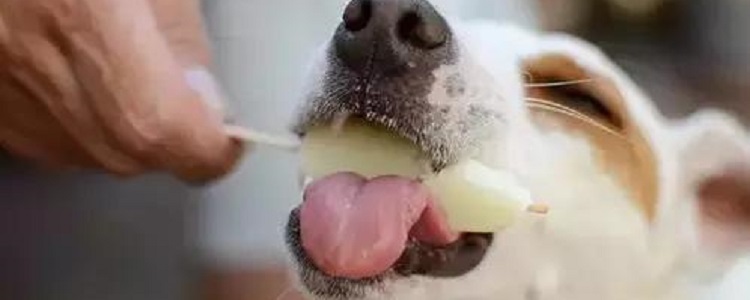 狗能不能吃冰棍?