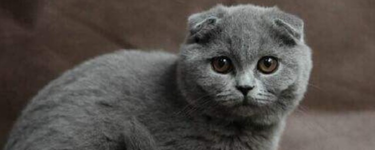 刚出生的蓝猫怎么是黑色