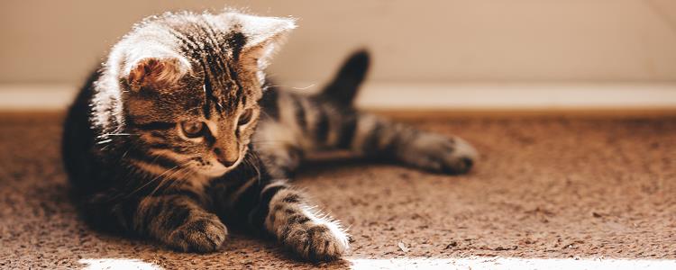 猫咪尿床垫上怎么除味