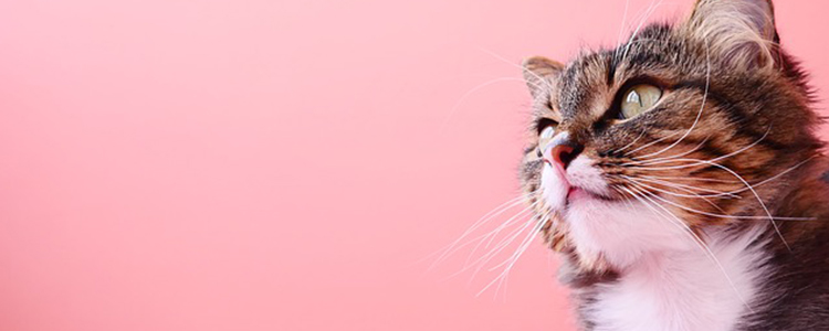 猫咪空嚼发出磨牙声音