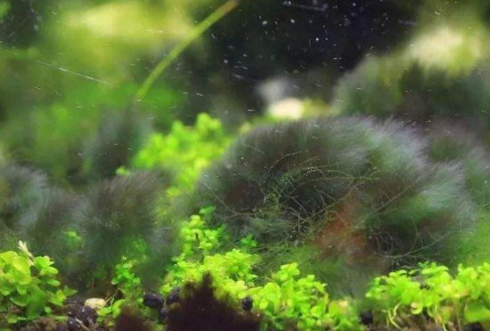 鱼缸藻类用什么能去掉