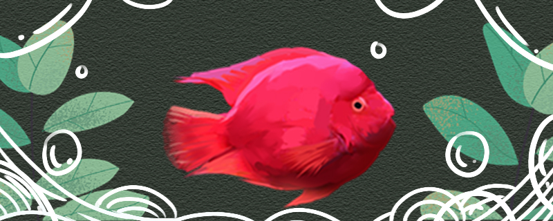 红鹦鹉鱼不吃食是怎么回事