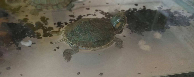 巴西龟不喜欢在水里怎么办