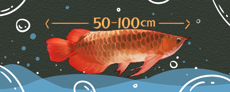红龙鱼能长多大