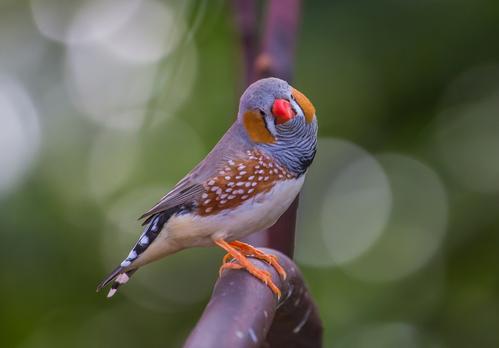 斑胸草雀是珍珠鸟吗 斑胸草雀是不是珍珠鸟