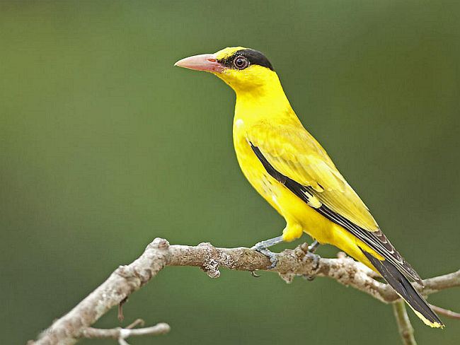 黄鹂鸟是保护动物吗 黄鹂鸟是不是保护动物