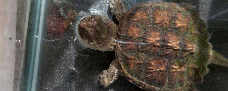 鳄龟吃饱后消化一次需要多久