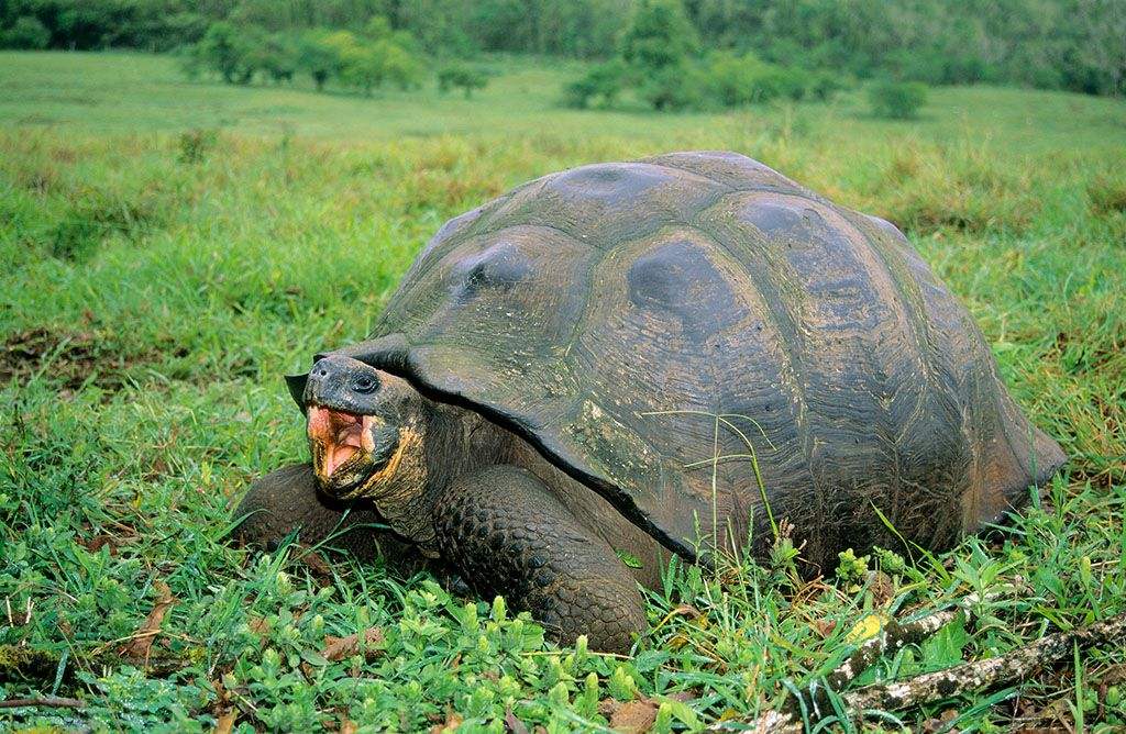 加拉帕戈斯象龟怎么吃东西