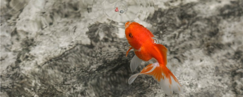 金鱼会不会吃鱼缸里的小鱼