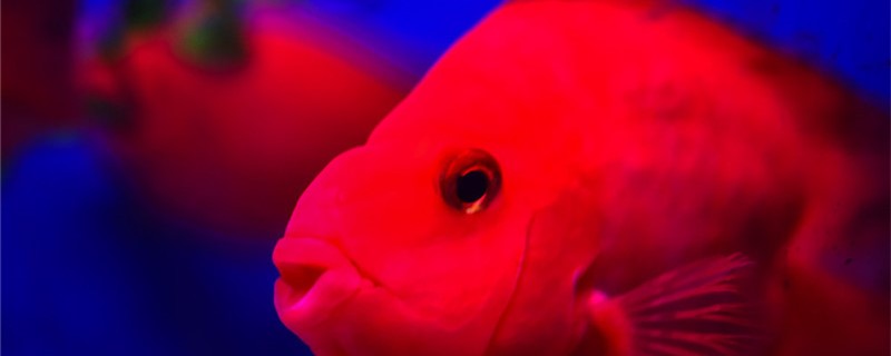 红鹦鹉鱼产卵了能孵化吗