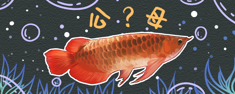 红龙鱼怎么分公母