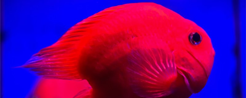 红鹦鹉鱼身上发白是什么原因