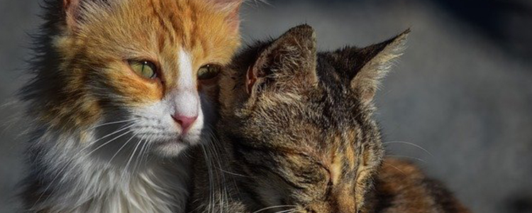 猫咪尿路感染可以吃诺氟沙星吗