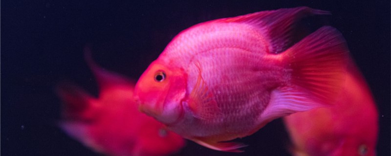 红鹦鹉鱼繁殖方法