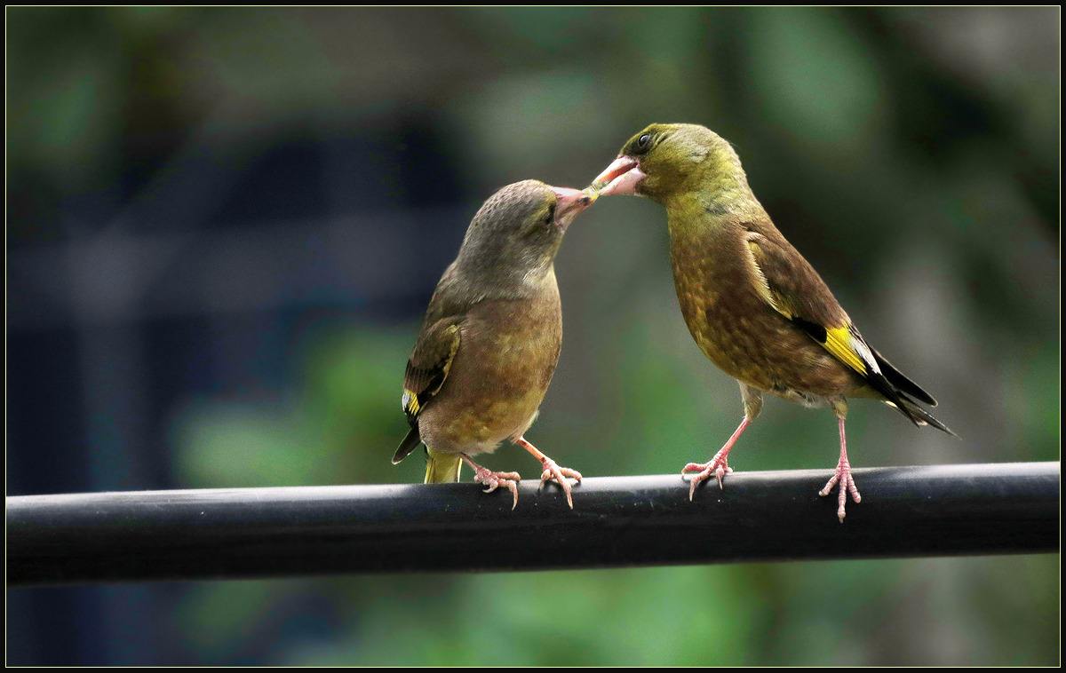 金翅雀一年繁殖几窝 金翅雀一年繁殖几次