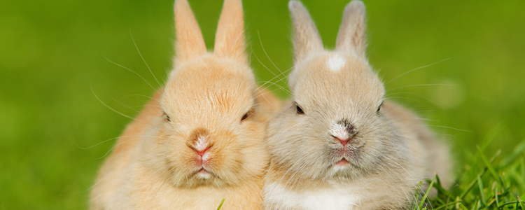 兔子能吃玉米叶吗