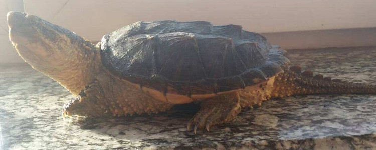 北美小鳄龟能长多大