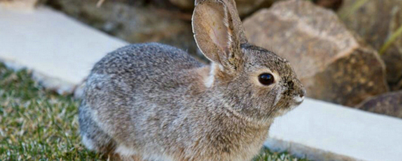 兔子一年能生几窝