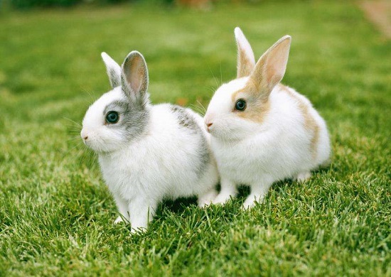兔子如何分辨公母