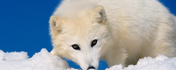 北极狐适合在南方养吗 能不能养北极狐