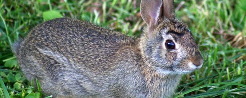 兔子是哺乳动物吗