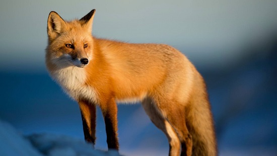 狐狸是杂食动物吗
