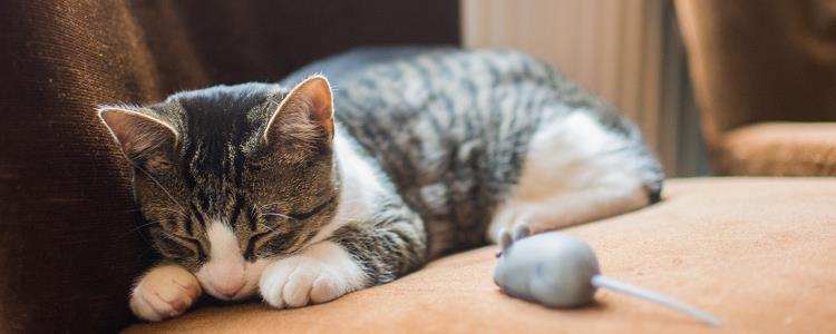 猫发烧是什么症状