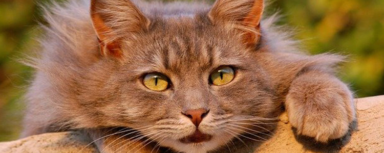 怎么判断猫咪是否得胰腺炎