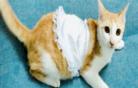猫咪怀孕了可以吃化毛膏吗