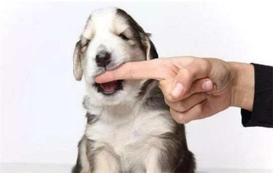 为什么狗狗喜欢咬主人的手