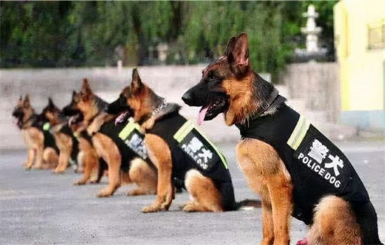 中国七大警犬犬种