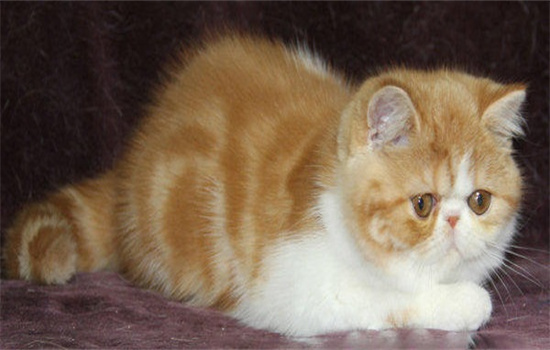 加菲猫最贵的毛色