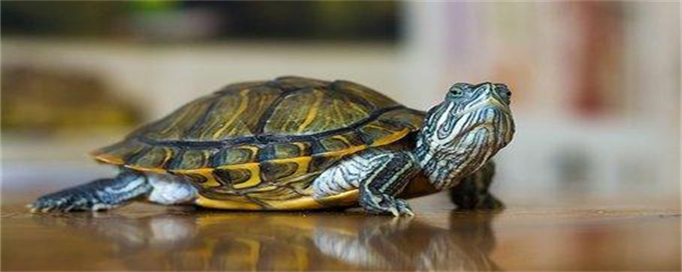 乌龟幼崽怎么喂养