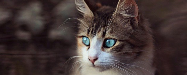 猫眼睛两边毛稀疏,是不是猫癣