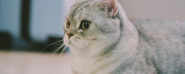 猫结膜炎用人的眼药水