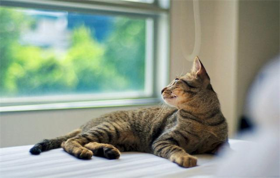 猫咪为什么喜欢看窗外却不敢出去