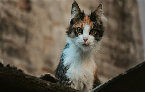 玳瑁猫是三花猫的一种吗