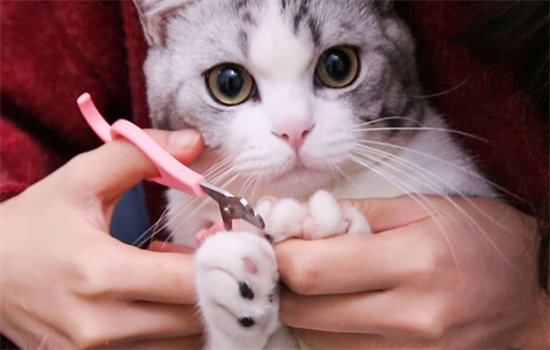 小猫剪指甲剪到什么程度