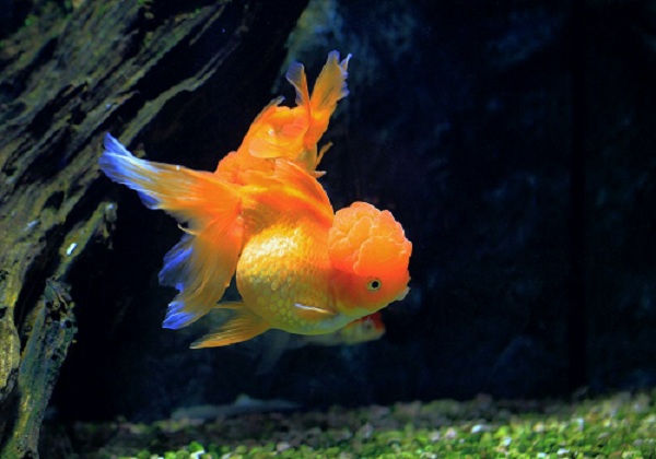 金鱼喜欢吃什么食物