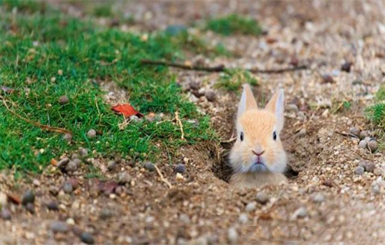 兔子的耳朵有什么作用和特点