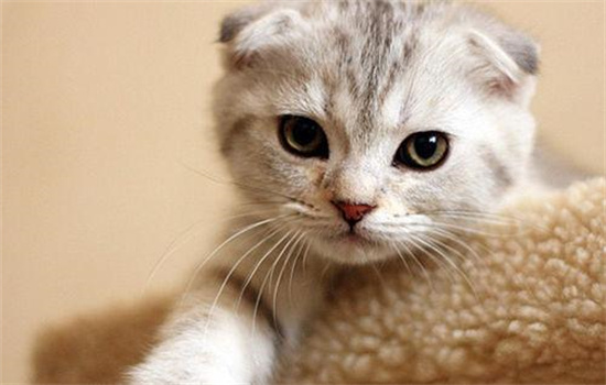 银白高地猫是什么品种