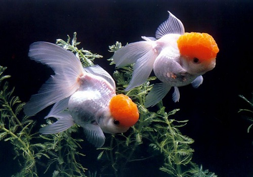 兰寿金鱼会自己繁殖吗