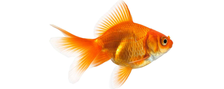 金鱼繁殖需要什么条件 金鱼繁殖需要什么