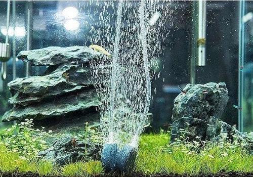 鱼缸开缸养水的方法