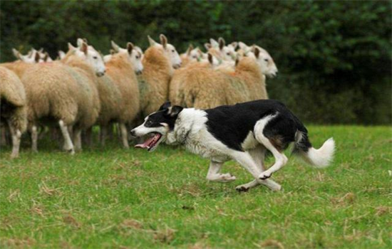 牧羊犬为什么能管住羊
