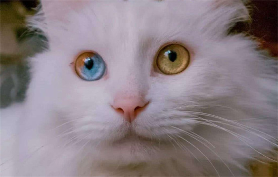 白色异瞳猫是土猫吗