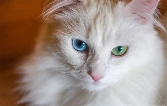 猫咪最常见的眼睛颜色