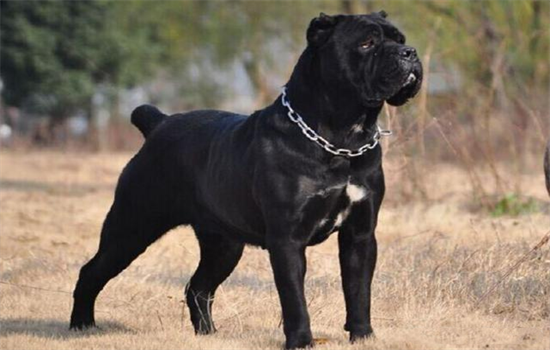 纯黑色的狗是什么品种