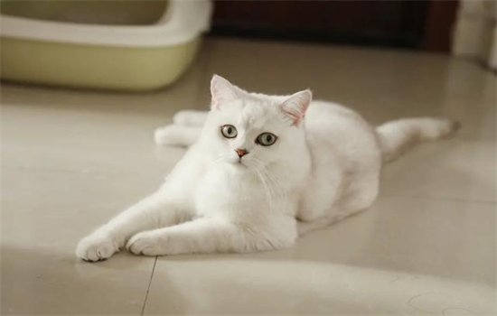 银渐层猫的特征是什么